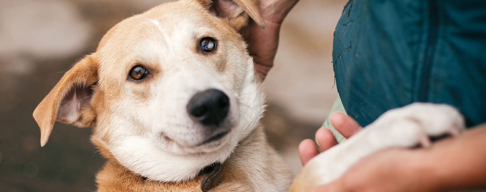 donate - help us, help them