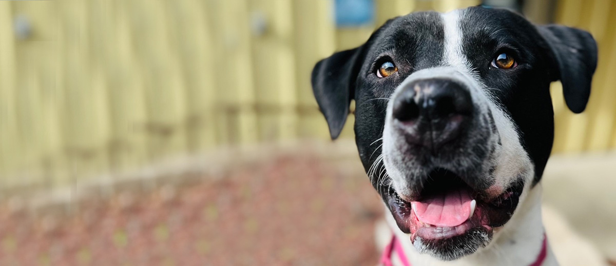 volunteer with FOTAS