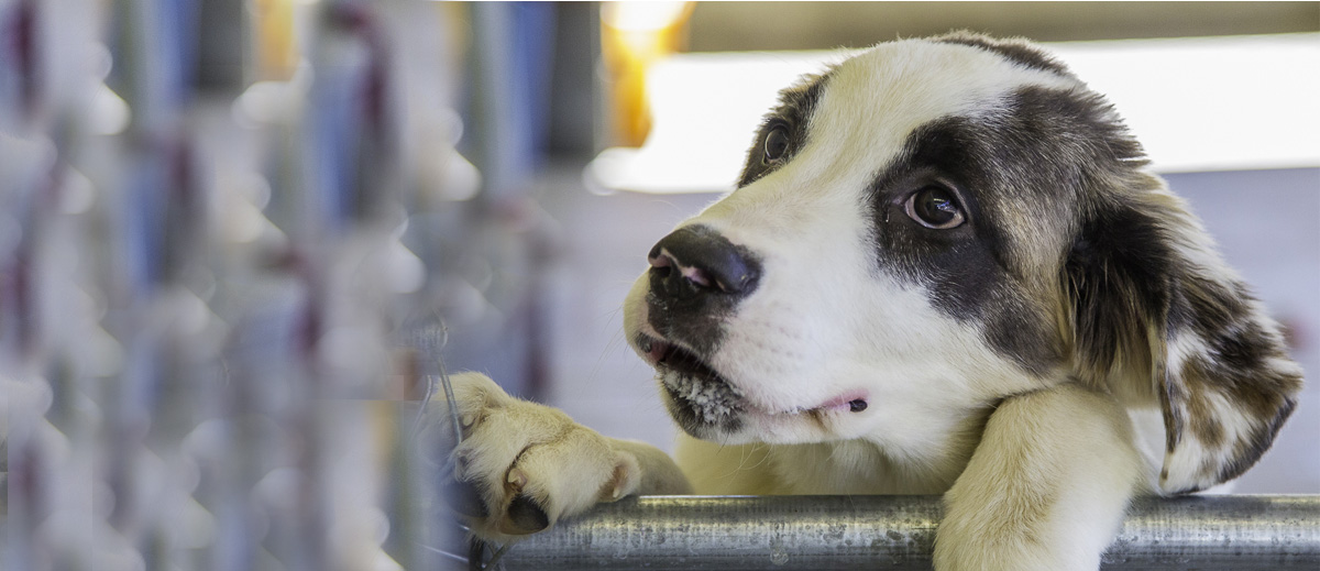 announcing new spay/neuter clinic