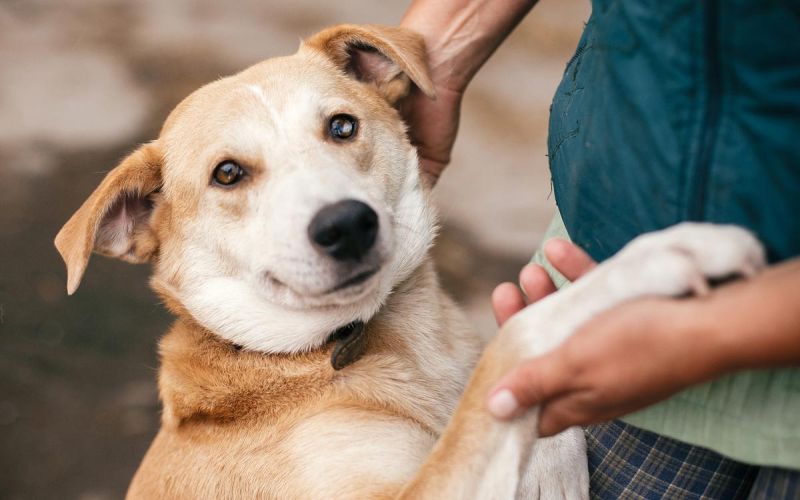 friendly older dog with paw in woman's hand